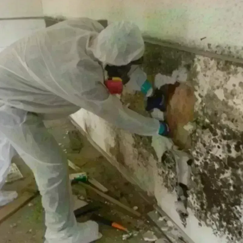 Mold Remediation and Removal in Nicollet, MN